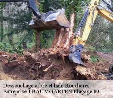 Dessouchage arbre et haie  roncheres-89170 Entreprise J.BAUMGARTEN Elagage 89